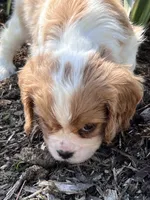 Maybelle, a female Cavalier King Charles Spaniel for sale in Latham, MO – 5 of 8