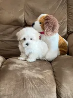 Amy, a female Maltipoo for sale in Latham, MO – 7 of 8