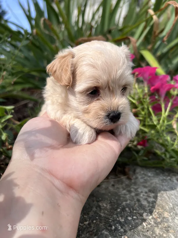 Missy – Maltipoo puppy for sale in Latham, MO