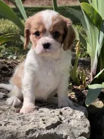 Maybelle, a female Cavalier King Charles Spaniel for sale in Latham, MO – 3 of 8