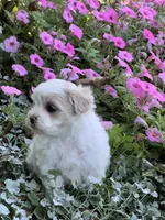 Prissy, a female Maltipoo for sale in Latham, MO – 6 of 6