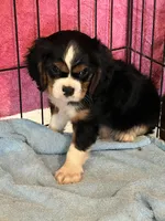 Mike, a male Cavalier King Charles Spaniel for sale in Latham, MO – 3 of 4