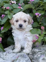 Abby, a female Maltipoo for sale in Latham, MO – 1 of 6