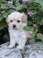 Abby, a female Maltipoo for sale in Latham, MO – 5 of 6