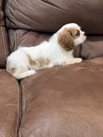 Lacy, a female Cavalier King Charles Spaniel for sale in Latham, MO – 4 of 7