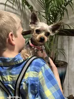 Wanda, a female Yorkshire Terrier for sale in Latham, MO – Photo 3 of 4