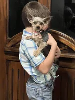 Wanda, a female Yorkshire Terrier for sale in Latham, MO – Photo 4 of 4