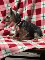 Wanda, a female Yorkshire Terrier for sale in Latham, MO – Photo 2 of 4