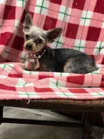 Wanda, a female Yorkshire Terrier for sale in Latham, MO – Photo 1 of 4