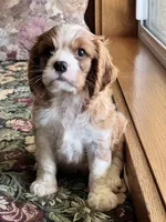 Sam, a male Cavalier King Charles Spaniel for sale in Latham, MO – 3 of 5