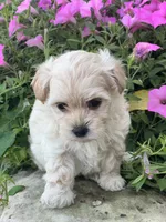 Abby, a female Maltipoo for sale in Latham, MO – 3 of 6