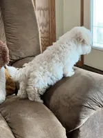 Amy, a female Maltipoo for sale in Latham, MO – 5 of 8