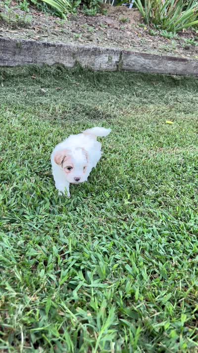 Tommy, a male Maltipoo for sale in Latham, MO – 7 of 7