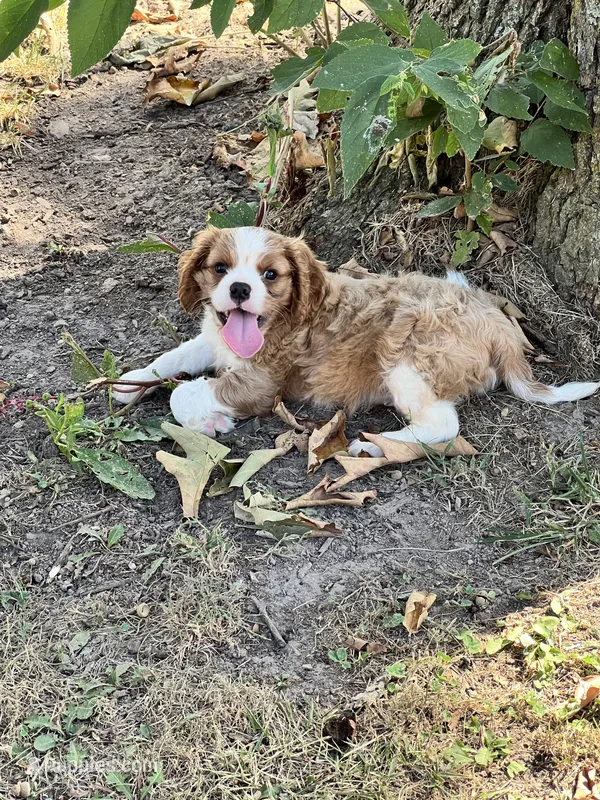 Sam – Cavalier King Charles Spaniel puppy for sale in Latham, MO