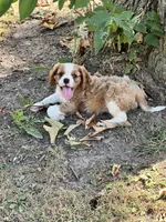 Sam, a male Cavalier King Charles Spaniel for sale in Latham, MO – 1 of 5