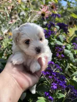 Prissy, a female Maltipoo for sale in Latham, MO – 4 of 6