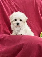 Amy, a female Maltipoo for sale in Latham, MO – 4 of 8