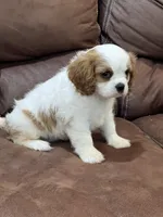 Lacy, a female Cavalier King Charles Spaniel for sale in Latham, MO – 6 of 7