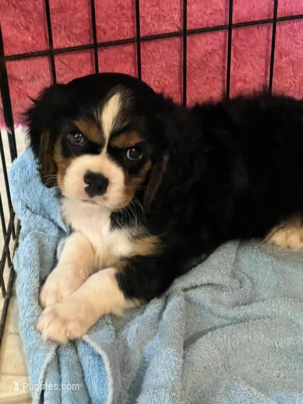 Mike – Cavalier King Charles Spaniel puppy for sale in Latham, MO