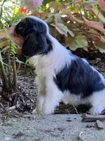 Amy, a female Cavalier King Charles Spaniel for sale in Latham, MO – 2 of 9