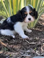 Amy, a female Cavalier King Charles Spaniel for sale in Latham, MO – 8 of 9