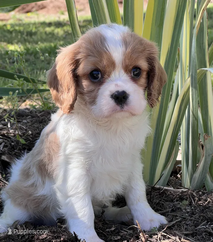 Maybelle – Cavalier King Charles Spaniel puppy for sale in Latham, MO