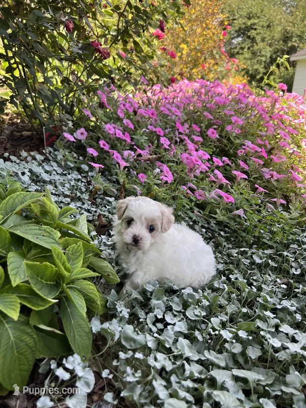 Prissy – Maltipoo puppy for sale in Latham, MO
