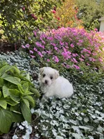 Prissy, a female Maltipoo for sale in Latham, MO – 2 of 6