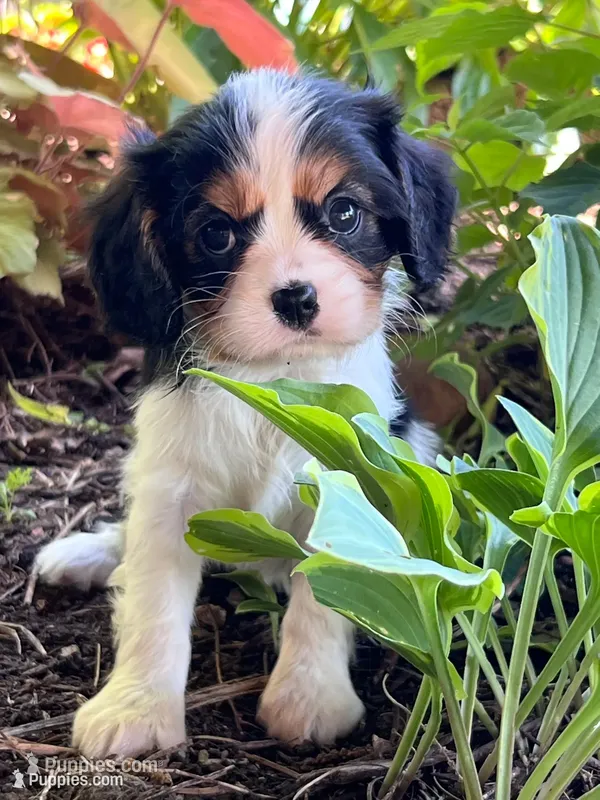 Amy – Cavalier King Charles Spaniel puppy for sale in Latham, MO