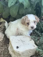 Tommy, a male Maltipoo for sale in Latham, MO – 3 of 7