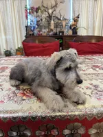 Yellow, a male Miniature Schnauzer for sale in Killeen, TX – 5 of 5
