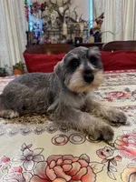 Purple, a female Miniature Schnauzer for sale in Killeen, TX – 2 of 5