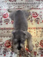 Pink, a female Miniature Schnauzer for sale in Killeen, TX – 3 of 5