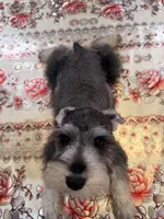 Blue, a male Miniature Schnauzer for sale in Killeen, TX – 2 of 5