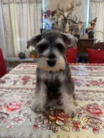 Blue, a male Miniature Schnauzer for sale in Killeen, TX – 4 of 5