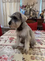 Pink, a female Miniature Schnauzer for sale in Killeen, TX – 4 of 5