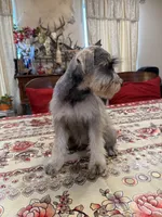 Pink, a female Miniature Schnauzer for sale in Killeen, TX – 5 of 5