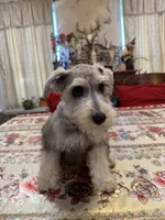Yellow, a male Miniature Schnauzer for sale in Killeen, TX – 1 of 5
