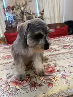 Purple, a female Miniature Schnauzer for sale in Killeen, TX – 3 of 5