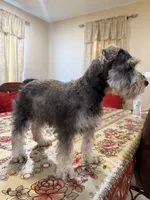 Blue, a male Miniature Schnauzer for sale in Killeen, TX – 5 of 5