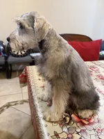 Yellow, a male Miniature Schnauzer for sale in Killeen, TX – 4 of 5