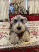 Yellow, a male Miniature Schnauzer for sale in Killeen, TX – 3 of 5