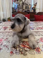 Pink, a female Miniature Schnauzer for sale in Killeen, TX – 1 of 5