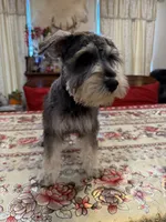 Blue, a male Miniature Schnauzer for sale in Killeen, TX – 3 of 5
