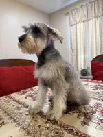 Pink, a female Miniature Schnauzer for sale in Killeen, TX – 2 of 5
