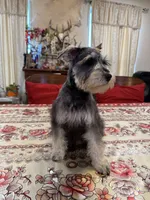 Blue, a male Miniature Schnauzer for sale in Killeen, TX – 1 of 5