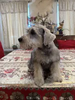 Yellow, a male Miniature Schnauzer for sale in Killeen, TX – 2 of 5
