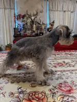 Purple, a female Miniature Schnauzer for sale in Killeen, TX – 5 of 5