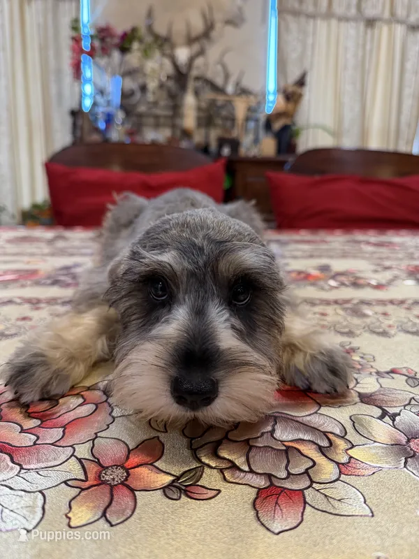 Purple – Miniature Schnauzer puppy for sale in Killeen, TX