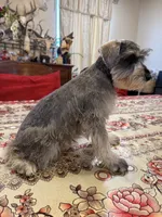 Purple, a female Miniature Schnauzer for sale in Killeen, TX – 4 of 5